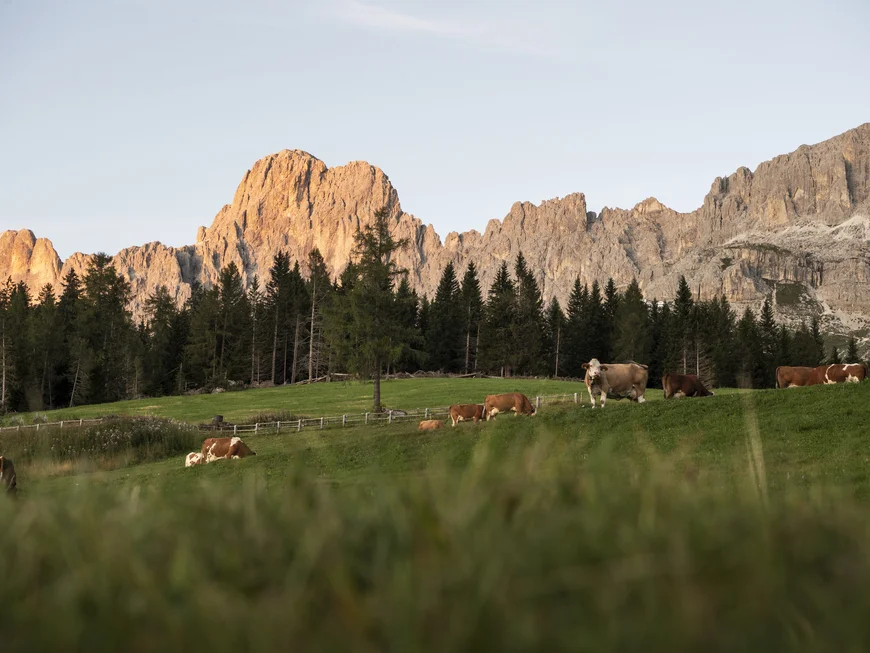 Karersee & Rosengarten Kühe grasen vor bewaldeten Bergen bei Sonnenuntergang