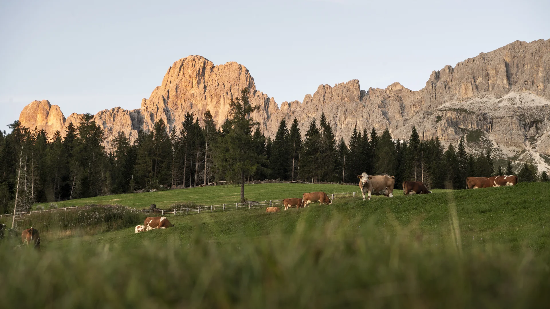 Kühe grasen vor bewaldeten Bergen bei Sonnenuntergang