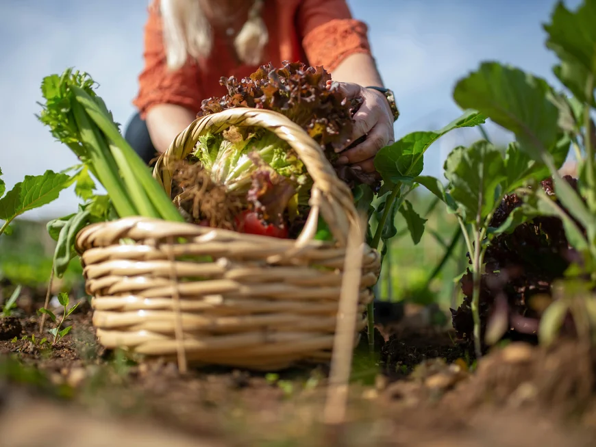 Regionale Küche in Südtirol Person erntet frischen Salat und legt ihn in einen Korb im Garten